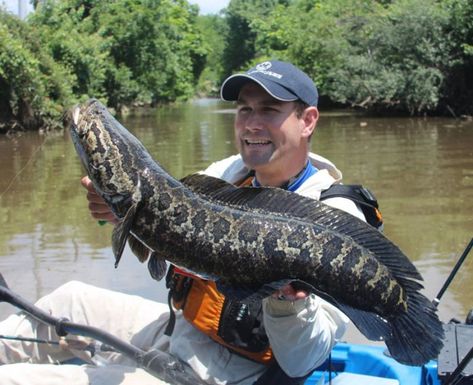 5 Snakehead Recipes and How to Catch This Delicious Invasive Species - Flylords Mag Snakehead Fish, Sea Angling, Giant Fish, Fishing Photos, Salt Water Fishing, Vintage Fishing Lures, Shark Fishing, Enjoy Yourself, Exotic Fish