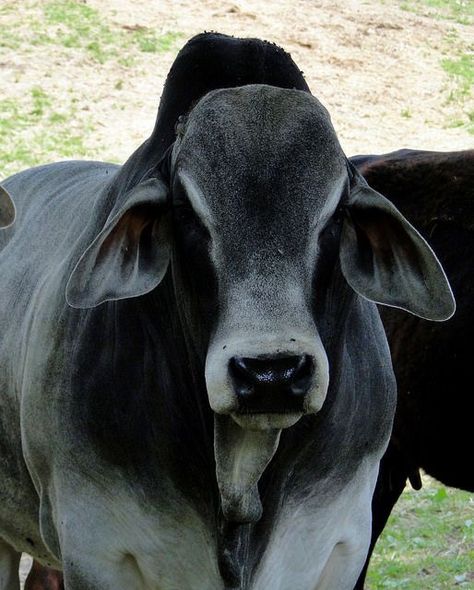 Zebu Cow, Brahma Bull, Breeds Of Cows, Bucking Bulls, Longhorn Cattle, Bull Cow, Showing Livestock, Cow Pictures, Beef Cattle