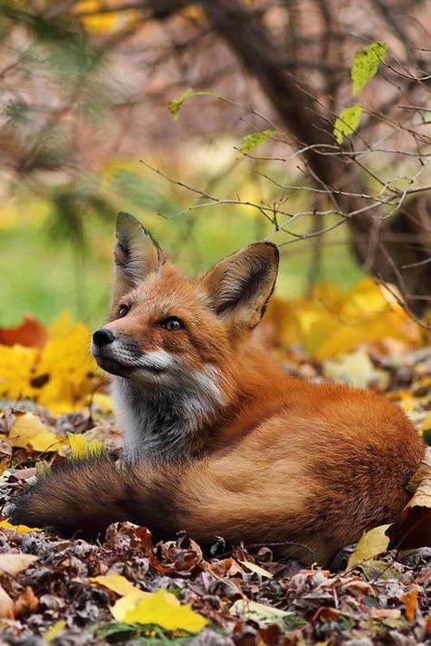 Red Fox, In The Woods, Fox, Tumblr, Twitter, Red