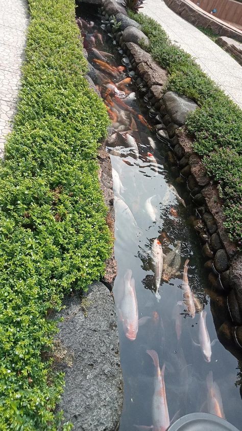 Natural Fish Pond, Japan Farm, Japan Countryside, Front Yard Patio, Farm Pond, Outdoor Water Features, Water Aesthetic, Pond Water Features, Natural Pond