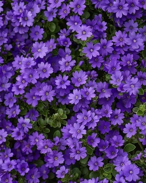 Purple Leaf Plants, Ground Cover, Fertility, Rock Garden, Purple Flowers, Soil, Purple, Flowers, 10 Things