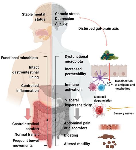 Treating Ibs, Sensory Nerves, Gastrointestinal Disease, Gastrointestinal Tract, Gastrointestinal Disorders, The Mechanisms, Gut Brain, Irritable Bowel, Immune Response