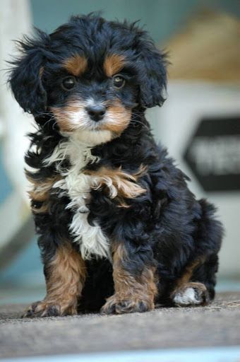 Cavapoo Pup - black and tan, so cute! Poodle Cross Breeds, Cavapoo Dogs, King Charles Cavalier Spaniel Puppy, Cavapoo Puppies, Game Mode, Spaniel Puppies, Poodle Mix, Blue Heeler, Border Collie