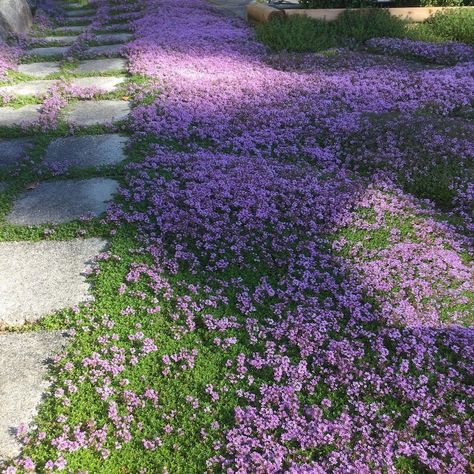 Creeping Thyme Lawn, Creeping Thyme Ground Cover, Thyme Ground Cover, Thyme Lawn, Elfin Thyme, Red Creeping Thyme, Corner Landscaping, Wooly Thyme, Ground Cover Seeds