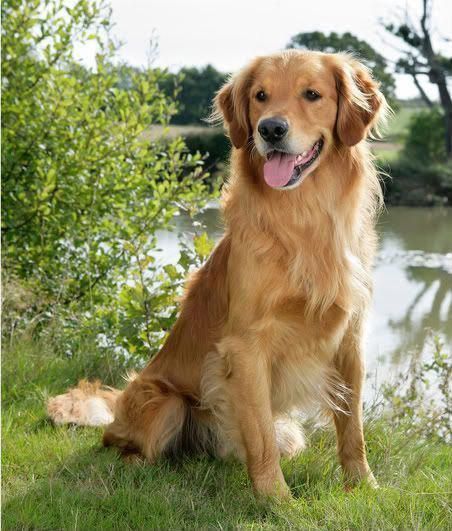 Golden Retriever Short Hair, Golden Retriever Wallpaper, Golden Retriever Training, Golden Retriever Rescue, Puppy Pads Training, Golden Retriever Funny, Golden Retriever Mix, Golden Retriever Puppy, Retriever Puppy