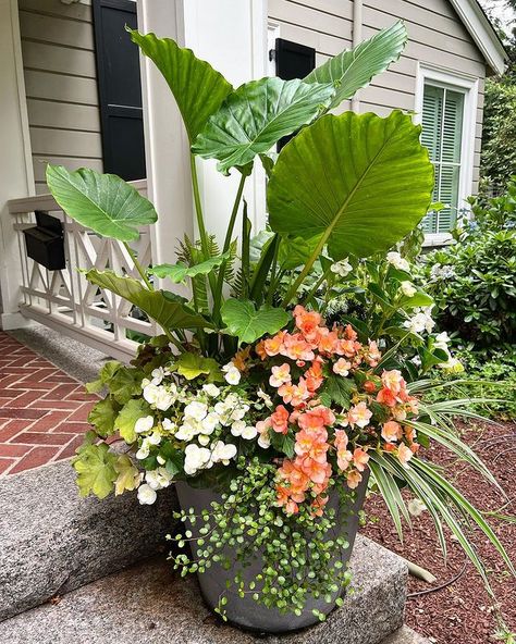 Susan Nock (@thistlecontainers) • Instagram photos and videos Patio Flower Pots, Potted Plants Patio, Patio Flowers, Container Garden Design, Potted Plants Outdoor, Container Gardening Flowers, Flower Pots Outdoor, Garden Containers, Outdoor Flowers