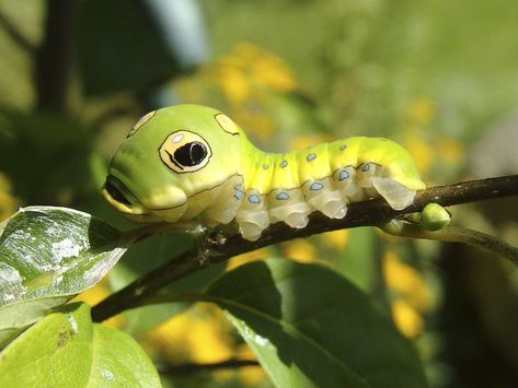 Silkworm Moth, Swallowtail Caterpillar, Spicebush Swallowtail, Cecropia Moth, Large Moth, Scary Snakes, Milkweed Plant, Tiger Moth, Moth Caterpillar