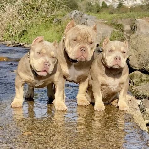 Pocket Bully Puppies, Bully Puppies, Pocket Bully, Pitbull Puppy, American Bully, Pitbull, Dog Life, Animals And Pets, Animal Pictures