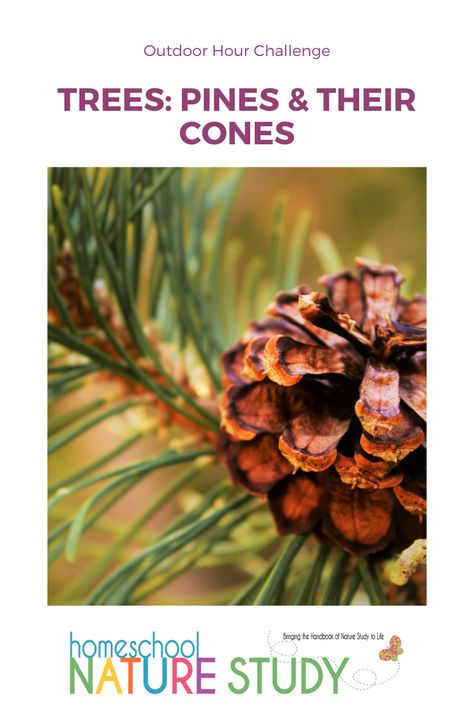 Homeschool Nature Study Pine Trees and Pine Cones - Homeschool Nature Study Types Of Pine Trees, Backyard Nature, Homeschool Nature, Homeschool Nature Study, Tree Stem, Pine Leaf, Tree Study, Winter Books, Conifer Trees