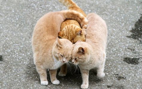 Söt Katt, Two Cats, Charles Darwin, Cute Kittens, Funny Animal Pictures, Beautiful Cats, 귀여운 동물, Animals Friends, Crazy Cats