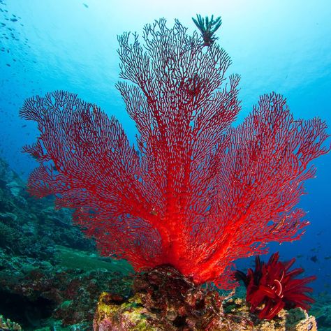 A gorgeous gorgonian (aka sea fan) looks like the perfect maple leaf. Canada would be so proud! Image: Kristina Vackova / Shutterstock #seafan #mapleleaf #ocean #sea #sealife #nature #conservation Ceramic Coral Reefs, Plastic Ocean, Sea Fan, Pool Bath, Beautiful Sea Creatures, Marine Aquarium, Animal Drawing, Nature Conservation, Beautiful Sea