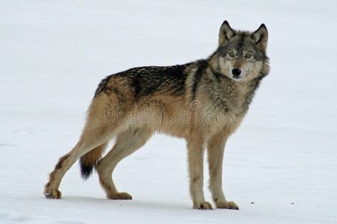 Lone Grey Wolf. Standing in the snow , #AFFILIATE, #Grey, #Lone, #Wolf, #snow, #Standing #ad Wolf Snow, Wolf Standing, Wolf Photos, Animal Study, Wolf Drawing, Grey Wolf, Lone Wolf, Animals Images, The Snow