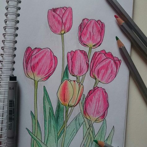 Tulips Drawing Color Pencil, Sketch Drawings Pencil, Drawings Pencil Sketch, Tulips Color, Tulip Flower Drawing, Doodle Journal, Tulip Drawing, Oil Pastel Drawings Easy, Color Pencil Sketch