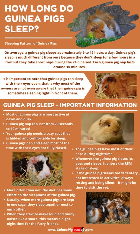 Do you know for how long do guinea pigs sleep? In this article, you can find out all the information about guinea pigs sleeping schedule. Read what is the reason behind the strange sleepless pattern of guinea pigs, about the importance of the comfort and eyes closed for guinea pigs. Also learn about the impact of food on the sleep pattern of guinea pigs, sleeping in groups, guinea pig sounds and much much more. #guineapigsleeping #guineapigs #guineapigbehavior #guineapiglife Homemade Guinea Pig Cage, Pigs Sleeping, Guinea Pig Snacks, Guinea Pig Habitat, Guinea Pig Cage Ideas, Diy Guinea Pig Toys, Guinea Pig Breeds, Guinea Pig Information, Indoor Guinea Pig Cage