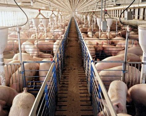 Editorial: Right-to-farm amendment is a waste of time. Vote no. : Stltoday Bark At The Moon, Organic Labels, Pig Pen, Pig House, Factory Farming, Mother Earth News, Pig Farming, Howl At The Moon, Poultry Farm