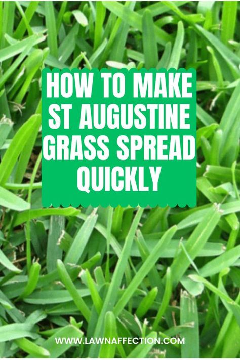 St Augustine, St. Augustine or Saint Augustine as some call it is one of the common turfgrasses in the world. If you want to make St Augustine grass spread quickly, click on the link below. #StAugustine, #SaintAugustine, #St.Augustine, #StAgustine, #StAgustin St Augustine Grass Seed, St Augustine Grass Care Florida, St Augustine Grass Care Texas, St Augustine Grass Care, Lawn Fertilizer Diy, Grass Fertilizer, St Augustine Grass, Lawn Weeds, Backyard Goals