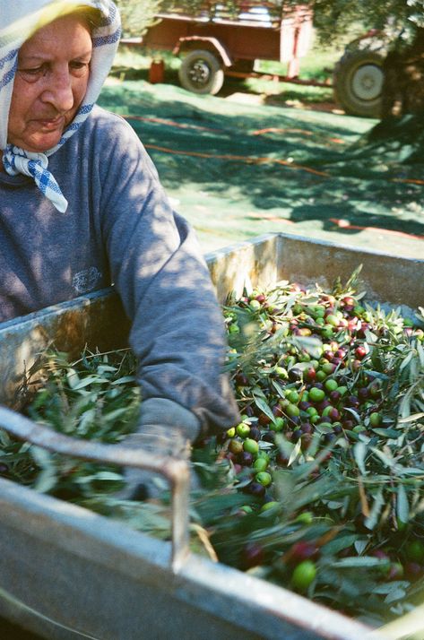 Harvesting Greek Olive Oil in the Peloponnese Greek Olive Oil, Types Of Olives, Olive Harvest, Blueberry Picking, Manifest Destiny, Greek Olives, Ancient Kingdom, Oil Production, Symbiotic Relationships