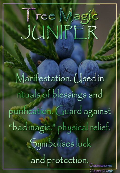 JUNIPER Manifestation. Used in rituals of blessings and purification. Guard against “bad magic.” physical relief. Symbolises luck and protection. Juniper Magical Properties, Indigenous Teachings, Quotes Pink, Magickal Herbs, Magical Tree, Tree Magic, Magic Herbs, Magical Herbs, Herbal Magic