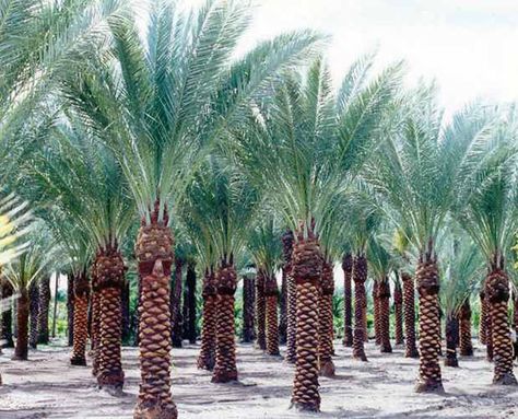 Sunset Colour Palette, Tree Perspective, Pygmy Date Palm, Palm Tree Types, Date Palm Tree, California Landscaping, Date Palms, Dates Tree, Silver Carpet