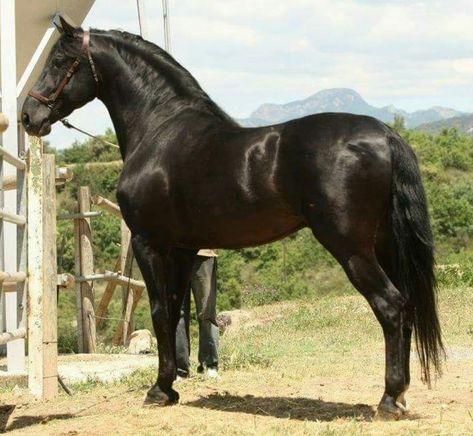 Yeguada Salvatella PRE Stallion. Pre Horse Spanish, Lusitano Stallion, Andalusian Horses, Spanish Horse, Stallion Horses, Andalusian Horse, Black Horses, Friesian Horse, Horse World