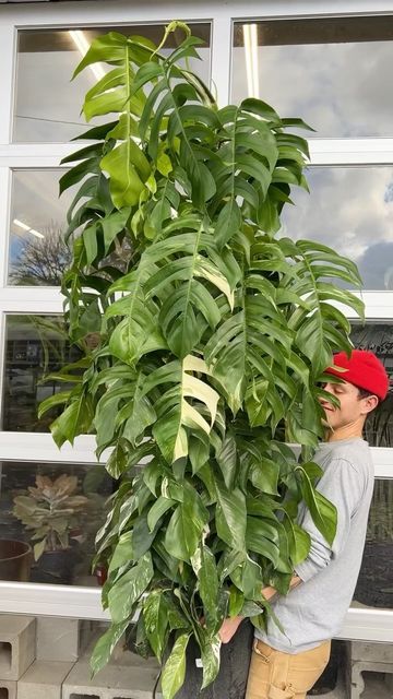 ARIUM on Instagram: "So many good plants have made it into the shop this week! We received this variegated Epipremnum pinnatum that has incredibly mature foliage. Grown on a stake, it’s ready to keep climbing upwards or will spill over creating a tower of foliage. We’re packed with a lot of show stopping foliage! See you this week!

#plants #houseplants #plantshop #portland #epipremnum #epipremnumpinnatumvariegata #variegatedplants #aroid #aroids #epipremnumpinnatum" Epipremnum Pinnatum Albo, Epipremnum Pinnatum, Executive Suites, Variegated Plants, Cool Plants, Climbing, Portland, Tower, Plants