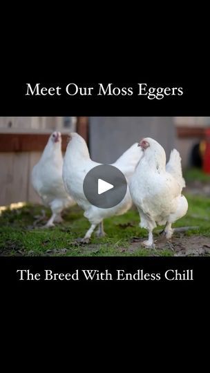 8.4K views · 1.2K reactions | 🌿Moss Egger🌿
.
Many folks will ask “what is the best breed for me” I will ask back what their flock goals are and go from there.
🌿
We work with 14 different breeds of chickens, each selected for its unique virtues. Chickens to us are like cats or dogs, there are breeds for everyone!
🌿
Today I want to highlight our Moss Eggers for their incredible versatility. Our moss Eggers are an 11th generation cross that produces shades of greens and unique browns that mimic the mossy understory of the forest floor. From heavy blooms to smooth brilliant greens, a group of moss Egger hens will create lovely depth to the colors of your egg collecting basket. The eggs are some of the largest we collect from our breeding groups.
🌿
Their personalities are lovey, they run r Egg Collecting Basket, Different Breeds Of Chickens, Breeds Of Chickens, Backyard Chicken Farming, Keeping Chickens, Chicken Breeds, Chicken Farm, Forest Floor, Hopes And Dreams