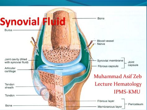 Cavity Filling, Synovial Fluid, Craniosacral Therapy, Leg Pain, Blood Vessels, Bones, For Free