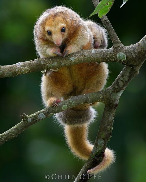 Silky Anteater, Tiny Ants, Dope Pics, Giant Anteater, Pic Inspiration, Australia Animals, Interesting Animals, Extinct Animals, Unusual Animals