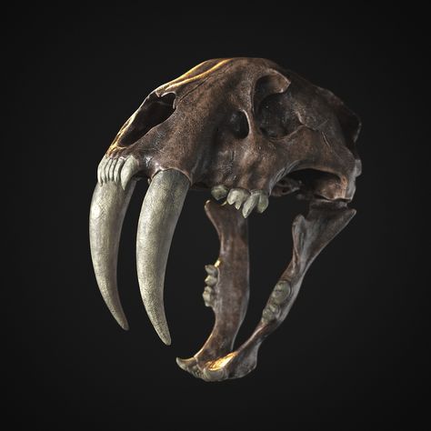 ArtStation - Saber tooth - Skull, Tumen. Altangadas Saber Tooth Skull, Bones Reference, Sabertooth Tiger Skull, Sabertooth Skull, Saber Tooth Tiger Skull, Sabertooth Tiger, Tiger Skull, Skull Art Drawing, Quiet Corner