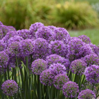 10 New Plants for Cut Flower Gardens | Proven Winners Serendipity Allium, Ornamental Onion, Proven Winners Perennials, Proven Winners Plants, Blue Foliage, Salvia Officinalis, Buy Plants Online, Purple Plants, Border Plants