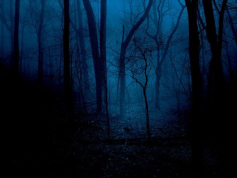 http://www.flickr.com/photos/dlennis/ Blue Forest, Blue Hour, Intj, Dark Forest, Blue Aesthetic, Dark Art, Dark Wood, At Night, The Darkest