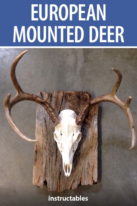 Hunting Ideas Diy, Rustic Deer Mounts, Barnwood Deer Mount, Skull Mounts Ideas Deer, Mounting Deer Skull, How To Make A European Deer Mount, How To Do A European Deer Mount, Euro Deer Mount, European Mount Deer Skull