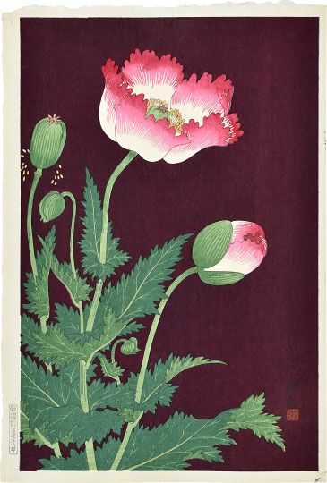 Koson Poppy Drawing, Japanese Colors, Ohara Koson, Botanical Watercolor, Japanese Woodblock Printing, Japanese Prints, Yahoo Search, Japanese Artists, Woodblock Print