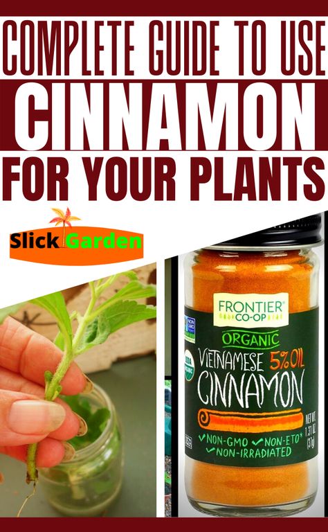 Cinnamon For Gardening, Cinnamon For House Plants, Cinnamon Water For Plants, Cinnamon Garden Uses, Cinnamon On Plants, Cinnamon For Plants, Cinnamon In The Garden, Cinnamon Garden, Lilly Plants