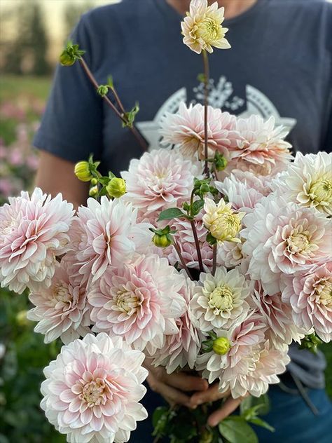 Market Bouquets, Kitchen Flowers, Dahlia Tubers, New Order, Pink Bouquet, Perfect Garden, One 1, Water Lilies, Wren