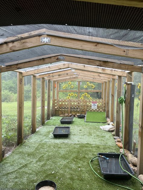 Animal Sheds Ideas, Pheasant Enclosures, Coldframe Greenhouse, Duck Enclosure Ideas, Quack Shack, Duck Things, Duck Enclosure, Quack Pack, Duck Ideas