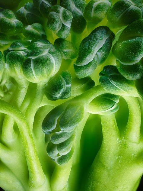 Broccoli | 2017 Photomicrography Competition | Nikon’s Small World Macro Nature Photography, Macro Photography Abstract, Nikon Small World, Macro Food Photography, Photography Plants, Macro Photography Tips, Macro Photography Nature, Vegetables Photography, Photo Macro