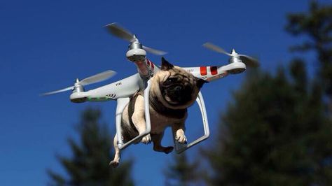 Pug Drone Funny Animal Photos, A Pug, The Future Is Now, Daily Funny, Funny Animal Memes, Pug Life, Pug Dog, Funny Animal Pictures, Animal Memes