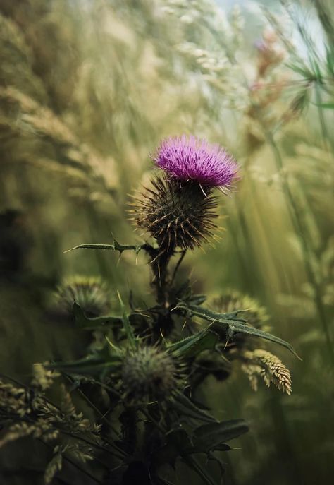 Thistle Scotland, Thistle Print, Thistles Art, Scottish Flowers, Art Production, Fine Art Portraiture, Thistle Flower, Scottish Thistle, Scottish Gifts