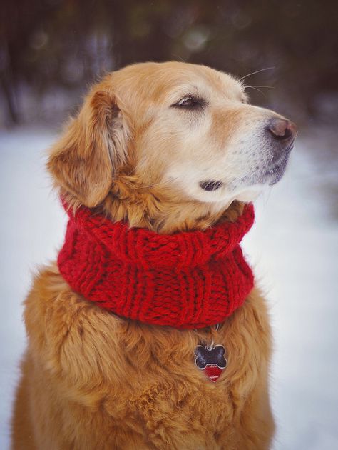 Beautiful Golden Retriever wearing a scarf Dog Scarf, Golden Retriever Sweater, Golden Retriever Clothes, Orange Kittens, Crochet Dog Sweater, Golden Retriever Puppy, Dog Scarfs, Dog Wear, Dogs Golden Retriever