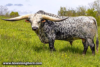 Texas Longhorn Cows & Bulls for Sale in Ohio | Dickinson Cattle Co - Texas Longhorn - Reference_Sire Cattle Pictures, Texas Long Horn, Nguni Cattle, Bull Pictures, Big Bull, Long Horns, Longhorn Steer, Buffalo Bulls, Longhorn Cattle