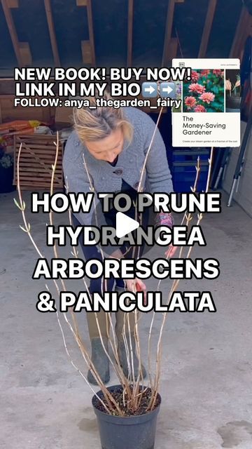 Anya Lautenbach on Instagram: "📣NEW BOOK➡️ORDER NOW! Link in my bio
WHEN AND HOW TO PRUNE HYDRANGEA ‘ANNABELLE’ & PANICULATA 
_______________________________
WHEN TO PRUNE? ⬇️ 
🧚🏻 Early Spring
EXTRA INFO ⬇️
🧚🏻Dry flowers protect your plants from frost, so it is recommended to leave them over winter and start pruning in early Spting
🧚🏻Hydrangea arborescens and paniculata bloom on new wood so dormant pruning does not reduce blossoms. 
TOP TIP!!!⬇️
🧚🏻If you cut your hydrangeas all the way back to the ground, your plants will produce less flowers, but they’ll be very large. 
🧚🏻If you cut back 1/3 of the plant, your hydrangeas will produce more flowers and they will be smaller. I personally prefer smaller blooms on sturdier stems and I only cut back 1/3 of the plant.

If you found th Hortensia Annabelle, Hydrangea Annabelle, When To Prune Hydrangeas, Hydrangea Arborescens Annabelle, Pruning Hydrangeas, Annabelle Hydrangea, Fall Video, Hydrangea Arborescens, Hydrangea Paniculata