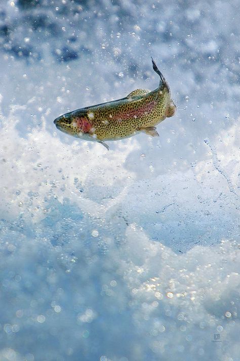 Trout Pictures, Redwood Tree, Salmon Fish, Wallpaper Cute, Rainbow Trout, Trout Fishing, Outdoor Life, Fly Fishing, Ecology