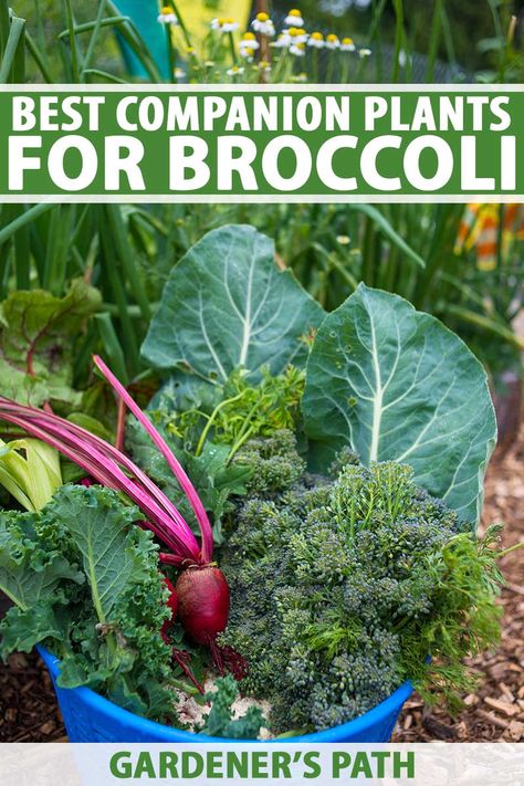 Brocolli Companion Plants, What To Plant With Broccoli, Brassica Companion Planting, Companion Planting Broccoli, Planting Broccoli Plants, Broccoli Companion Plants, Planting Broccoli, Broccoli Garden, Mini Homestead