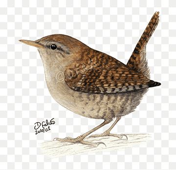 Wren Drawing, Bird Watercolor Paintings, Bird Drawings, Watercolor Bird, Wren, Animal Photography, Brush Strokes, Cute Drawings, Watercolor Art