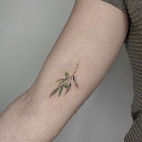 Top 20 Olive Tattoo Designs for 2024: Embrace Peace with These Artistic Creations Mini Olive Branch Tattoo, Green Olive Tattoo, Mediterranean Tattoo Ideas, Olive Tattoos, Olive Tree Tattoo, Eucalyptus Tattoo, Olive Tree Tattoos, Jewish Tattoo, Olive Tattoo