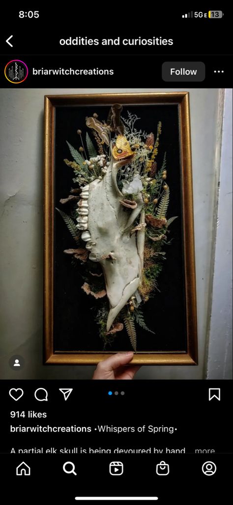 Snake Taxidermy Art, Animal Skull Wall Decor, Animal Skull Terrarium, Animal Skull Decoration, Painting On Cow Skulls, Bone Taxidermy Art, Animal Skull Painting Ideas, Animal Skull Crafts, Animal Bone Display