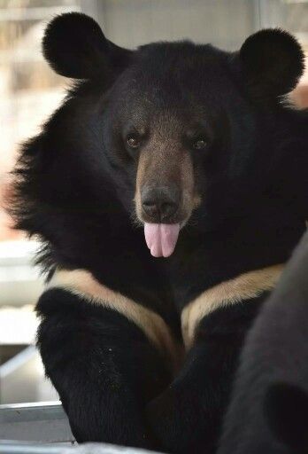 Himalayan black bear Animal Wildlife, Black Bear, Himalayan, Animal Kingdom, Art Inspo, Animals, Quick Saves, Black, Art