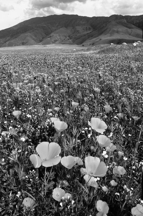 Football Aesthetic Black And White, Western Core, Black And White Country, Red Spider Lily, Black And White Flowers, Screen Saver, Spring Aesthetic, Black And White Aesthetic, Blue Bonnets