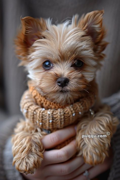 Cute Teacup Puppies: Everything You Need to Know - Puqqu Teacup Yorkie Puppy Haircut, Teacup Maltipoo Puppy, Tea Cup Puppy, Puppies Videos, Yorkie Hair, Teacup Yorkie Puppy For Sale Tea Cups, Shorkie Puppies, Tea Cup Yorkie Puppies, Best Small Dog Breeds